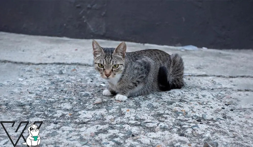 گربه های خیابانی از چه چیزی خوششان می اید