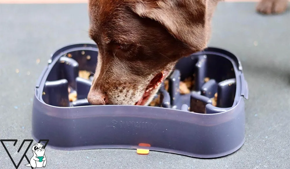 ظرف آرام خور سگ